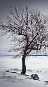 Preview wallpaper tree, lake, snow, ice, winter