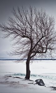 Preview wallpaper tree, lake, snow, ice, winter