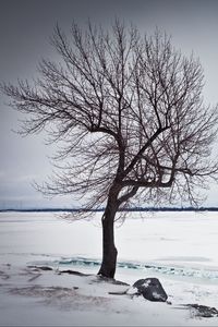 Preview wallpaper tree, lake, snow, ice, winter