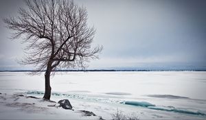 Preview wallpaper tree, lake, snow, ice, winter
