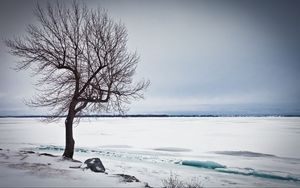 Preview wallpaper tree, lake, snow, ice, winter