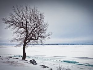 Preview wallpaper tree, lake, snow, ice, winter