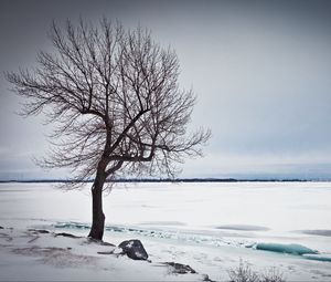 Preview wallpaper tree, lake, snow, ice, winter
