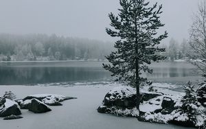 Preview wallpaper tree, lake, snow, winter, landscape