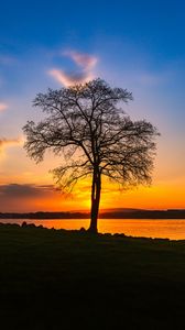 Preview wallpaper tree, lake, sunset, shore, evening, landscape