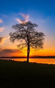Preview wallpaper tree, lake, sunset, shore, evening, landscape