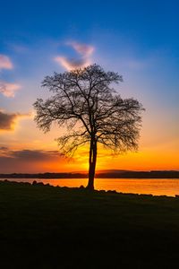 Preview wallpaper tree, lake, sunset, shore, evening, landscape