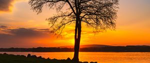 Preview wallpaper tree, lake, sunset, shore, evening, landscape