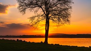 Preview wallpaper tree, lake, sunset, shore, evening, landscape