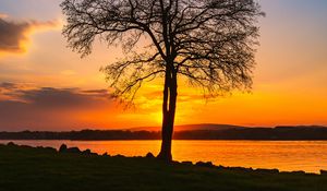 Preview wallpaper tree, lake, sunset, shore, evening, landscape