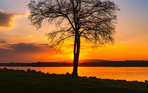 Preview wallpaper tree, lake, sunset, shore, evening, landscape