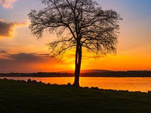 Preview wallpaper tree, lake, sunset, shore, evening, landscape