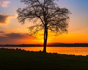 Preview wallpaper tree, lake, sunset, shore, evening, landscape