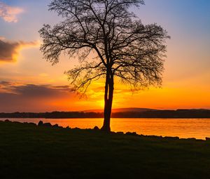 Preview wallpaper tree, lake, sunset, shore, evening, landscape