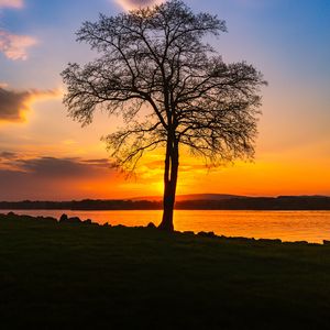 Preview wallpaper tree, lake, sunset, shore, evening, landscape