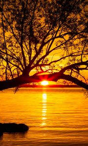 Preview wallpaper tree, lake, sunset, sun, sunlight, twilight