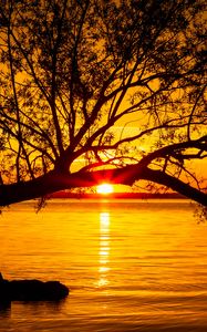 Preview wallpaper tree, lake, sunset, sun, sunlight, twilight