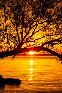 Preview wallpaper tree, lake, sunset, sun, sunlight, twilight