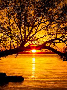 Preview wallpaper tree, lake, sunset, sun, sunlight, twilight