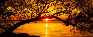 Preview wallpaper tree, lake, sunset, sun, sunlight, twilight