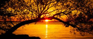 Preview wallpaper tree, lake, sunset, sun, sunlight, twilight