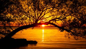 Preview wallpaper tree, lake, sunset, sun, sunlight, twilight