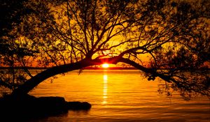Preview wallpaper tree, lake, sunset, sun, sunlight, twilight