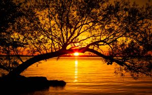 Preview wallpaper tree, lake, sunset, sun, sunlight, twilight