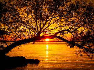 Preview wallpaper tree, lake, sunset, sun, sunlight, twilight