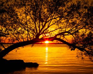 Preview wallpaper tree, lake, sunset, sun, sunlight, twilight