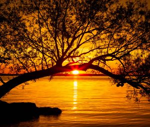 Preview wallpaper tree, lake, sunset, sun, sunlight, twilight