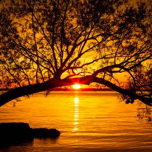 Preview wallpaper tree, lake, sunset, sun, sunlight, twilight