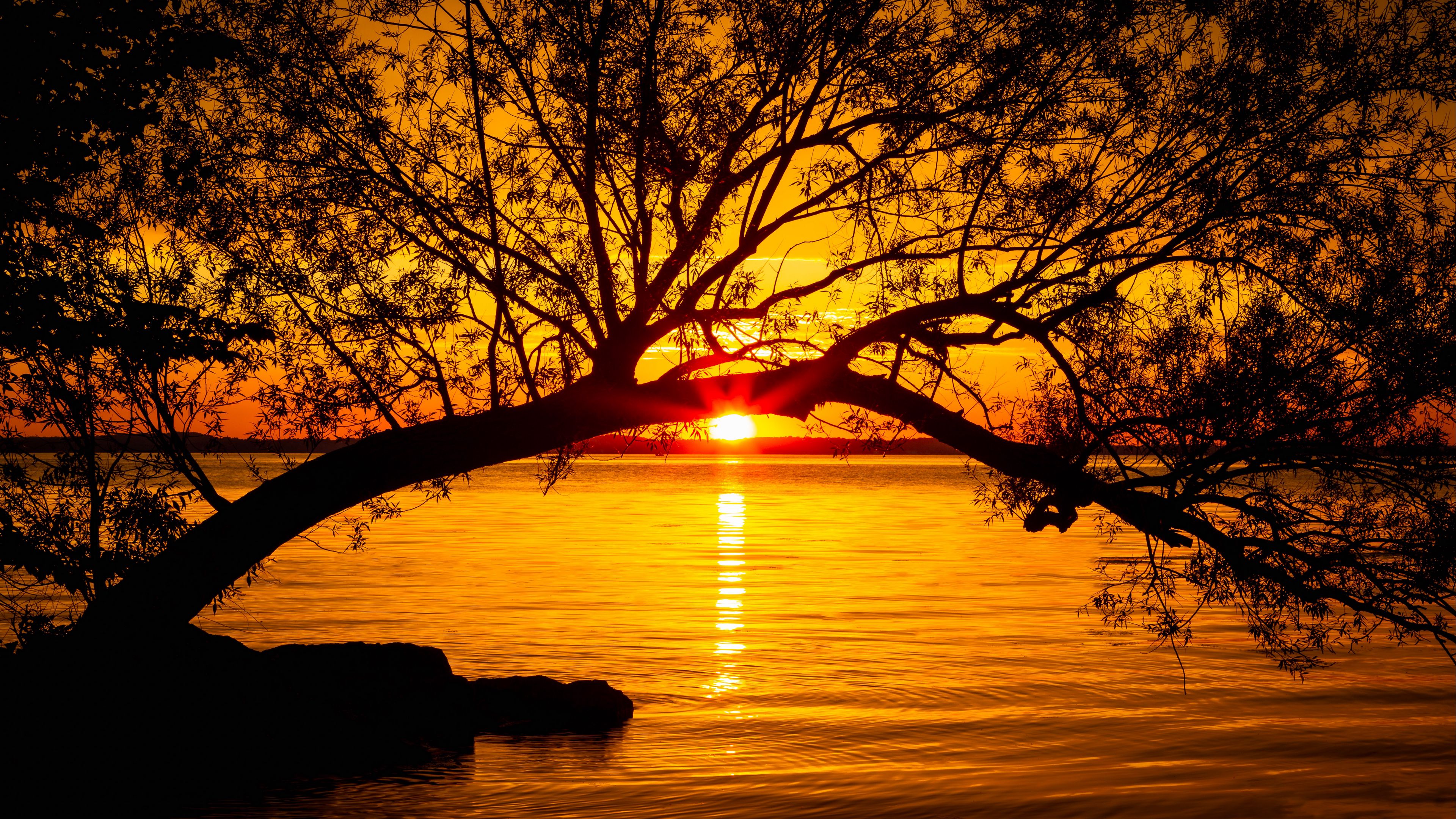 Download wallpaper 3840x2160 tree, lake, sunset, sun, sunlight, twilight 4k  uhd 16:9 hd background