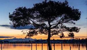 Preview wallpaper tree, lake, sunset, dark
