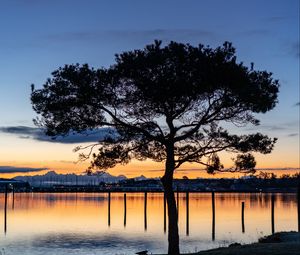 Preview wallpaper tree, lake, sunset, dark