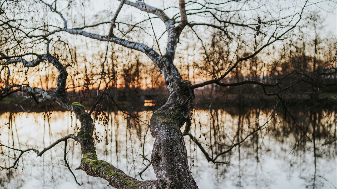 Wallpaper tree, lake, water, nature