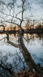 Preview wallpaper tree, lake, water, nature