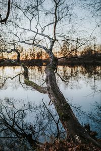 Preview wallpaper tree, lake, water, nature