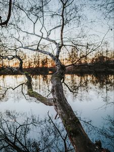 Preview wallpaper tree, lake, water, nature
