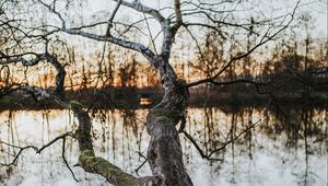 Preview wallpaper tree, lake, water, nature