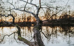 Preview wallpaper tree, lake, water, nature