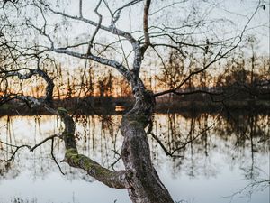 Preview wallpaper tree, lake, water, nature