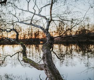 Preview wallpaper tree, lake, water, nature