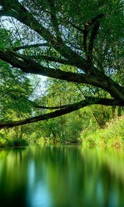 Preview wallpaper tree, lake, water, surface, smooth surface, inclination