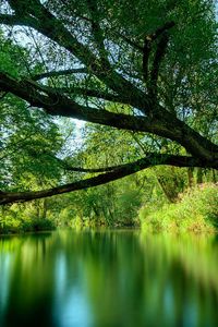 Preview wallpaper tree, lake, water, surface, smooth surface, inclination