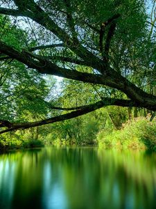 Preview wallpaper tree, lake, water, surface, smooth surface, inclination