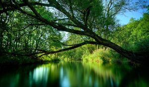 Preview wallpaper tree, lake, water, surface, smooth surface, inclination