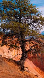 Preview wallpaper tree, landscape, nature, canyon