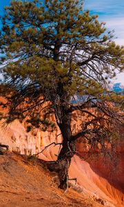 Preview wallpaper tree, landscape, nature, canyon