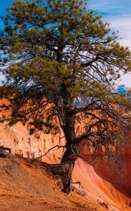 Preview wallpaper tree, landscape, nature, canyon